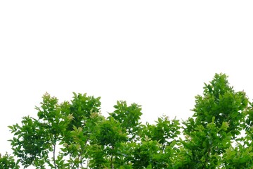 Top view tall tropical tree with leaves branches on white isolated background for green foliage backdrop 