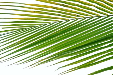 Close up coconut leaves on white isolated background for green foliage backdrop 