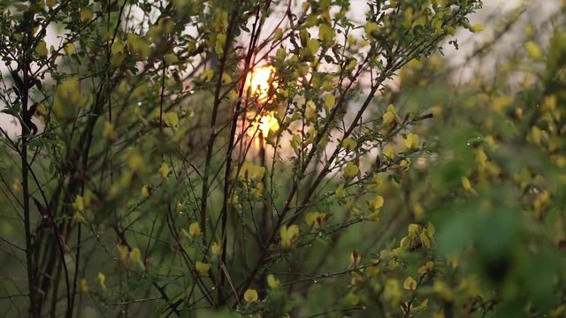 Sunrise over the lake through flowering cytisus bushes in drops of dew. Natural background. Smooth camera movement.