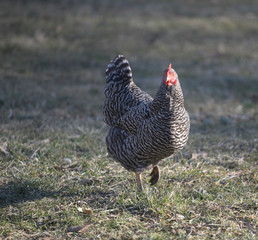 Black and white hen in field