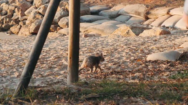 Koala bear walking through the beach Stradbroke island