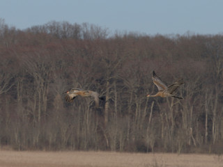 Sandhill cranes flying at Gilletts lake, michigan, USA
