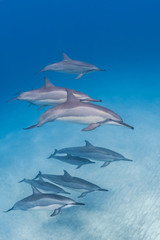 Pod of dolphins in clear blue water