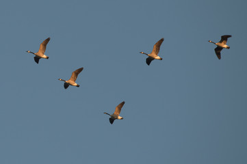 canada geese in flight
