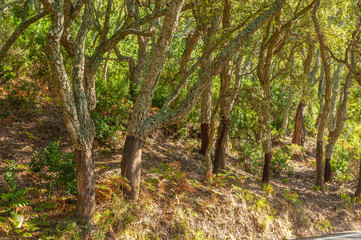 Forest with cork oaks near Frejus