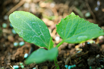 Green cucumber plant in summer garden. Nature background.