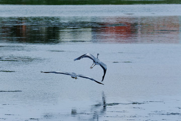 Fototapeta na wymiar great blue heron on beach