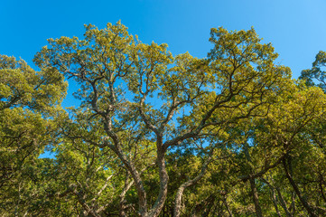 Forest with cork oaks near Frejus