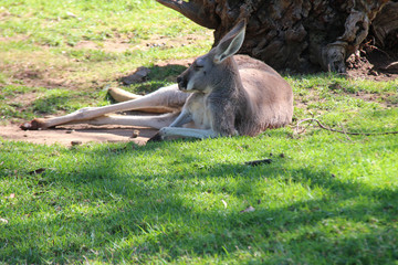 kangaroo