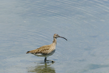 whimbrel curlew