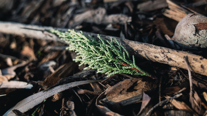 Foliage on ground