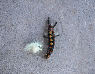 The caterpillars Orgyia Antiqua, rusty tussock moth or vapourer and Calliteara pudibunda