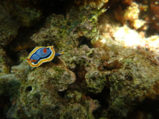 Fototapeta na wymiar Babosa de mar en el coral