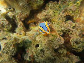 Fototapeta na wymiar Babosa de mar en el coral