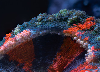 Macro photo of a Scolymia Australian bleedign apple large Polyp Stony coral