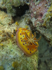 Babosa de mar en el coral