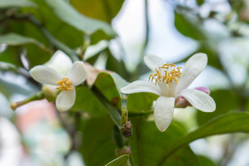 Naklejka na ściany i meble White flowers of lemon tree. Lemon blooms with white flowers. Garden lemon bloomed in spring