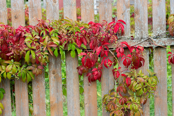 Vines of garden grapes green red trudge along the wooden fence. Unripe garden grapes beautifully spread on fence