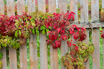 Vines of garden grapes green red trudge along the wooden fence. Unripe garden grapes beautifully...