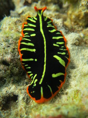 Babosa de mar en el coral