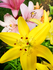 Closeup beautiful photo of yellow lilly flower in garden. Visible details of pestle, petals and stamens