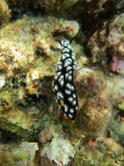 Babosa de mar en el coral