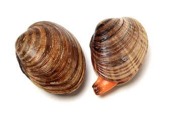 Stacked fresh raw clams on white background