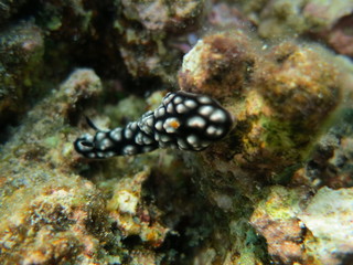 Babosa de mar en el coral
