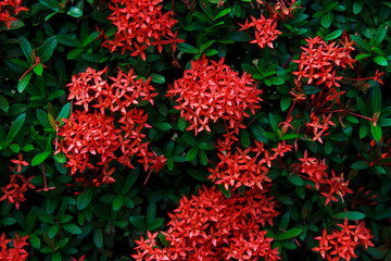 Red Ixora flower or Spike flower or Ixora coccinea flower. Red Ixora blooming with natural background.