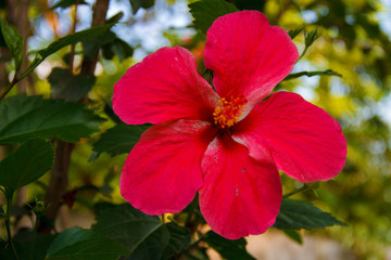 Closeup, Red Chinese rose flower (Hibiscus rosa-sinensis) are blooming in the garden so very beautiful.