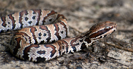 Venomous Snake