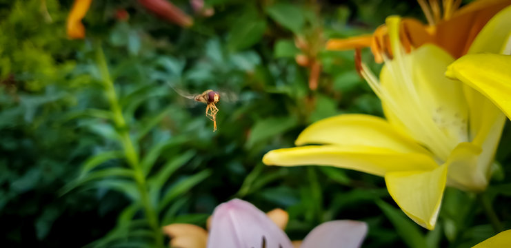 Macro image of bee flying and collecting pollen on blossoming lilly flowers in garden