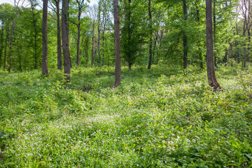 green meadow with wild flowers in the spring forest 
