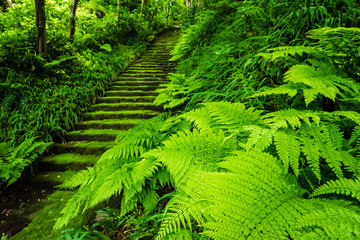 妙法寺(苔寺)