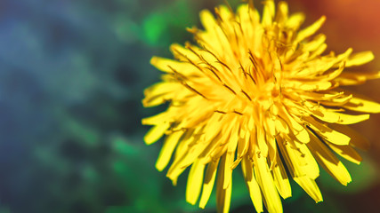 dandelion flower in spring. in natural environment.