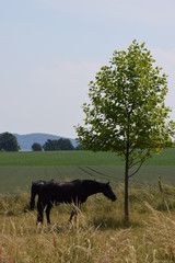 Black horse and tree in field meadow nature landscape