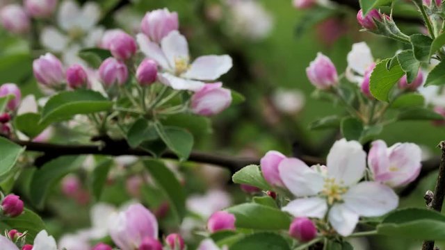 Branch of Blooming Apple Tree. Close Up View. Moving focus.