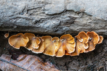 Strange of mushroom in the rainforest.