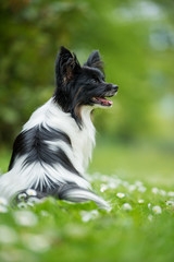 Cute papillon dog in a spring meadow