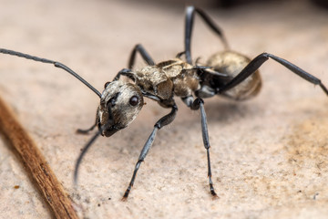 Polyrachis sp. golden ant foraging on leaf litter in tropical Queensland rainforest, Australia