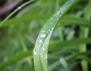 Dew, rain drops, droplets on leaves of orange Crin, Lily, green plant, macro
