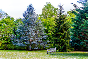 trees in the park with bench next to them