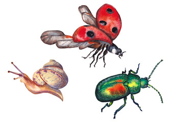 Forest insects.