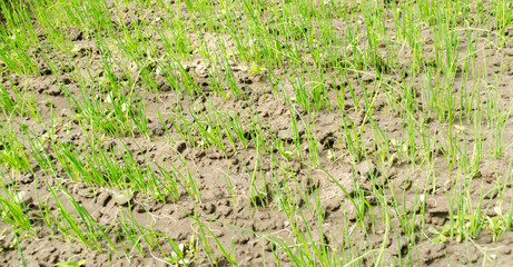Leek seedling grows in greenhouse. Growing organic vegetables. Farming. Agriculture. Seeds. Close-up. Selective focus