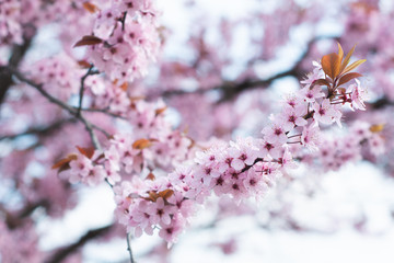 Pink cherry wildly blooms in the garden in April.