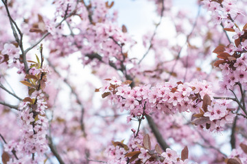 Pink cherry wildly blooms in the garden in April.