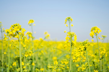 Obraz premium Rape. Rapeseed field during flowering. Cabbage family. Oilseed culture. Agriculture. Farming