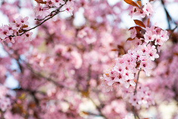 Pink cherry wildly blooms in the garden in April.