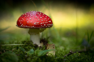 Detail of isolated fly amanita (fly agaric) mushroom