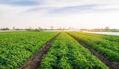 Potato plantations are growing in the field. Organic vegetables. Beautiful agricultural landscape. Farming Agriculture. Selective focus